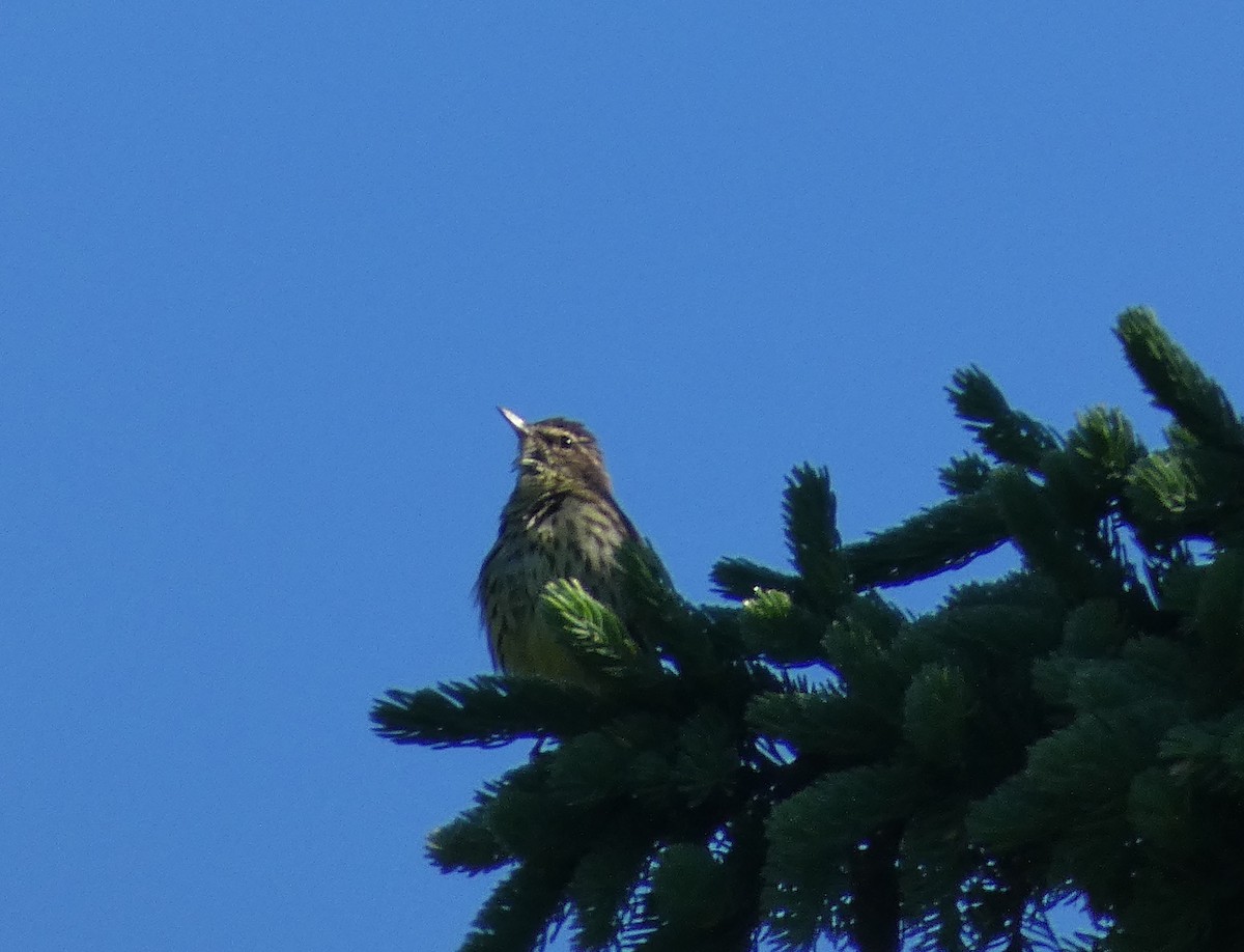 Northern Waterthrush - ML348553621