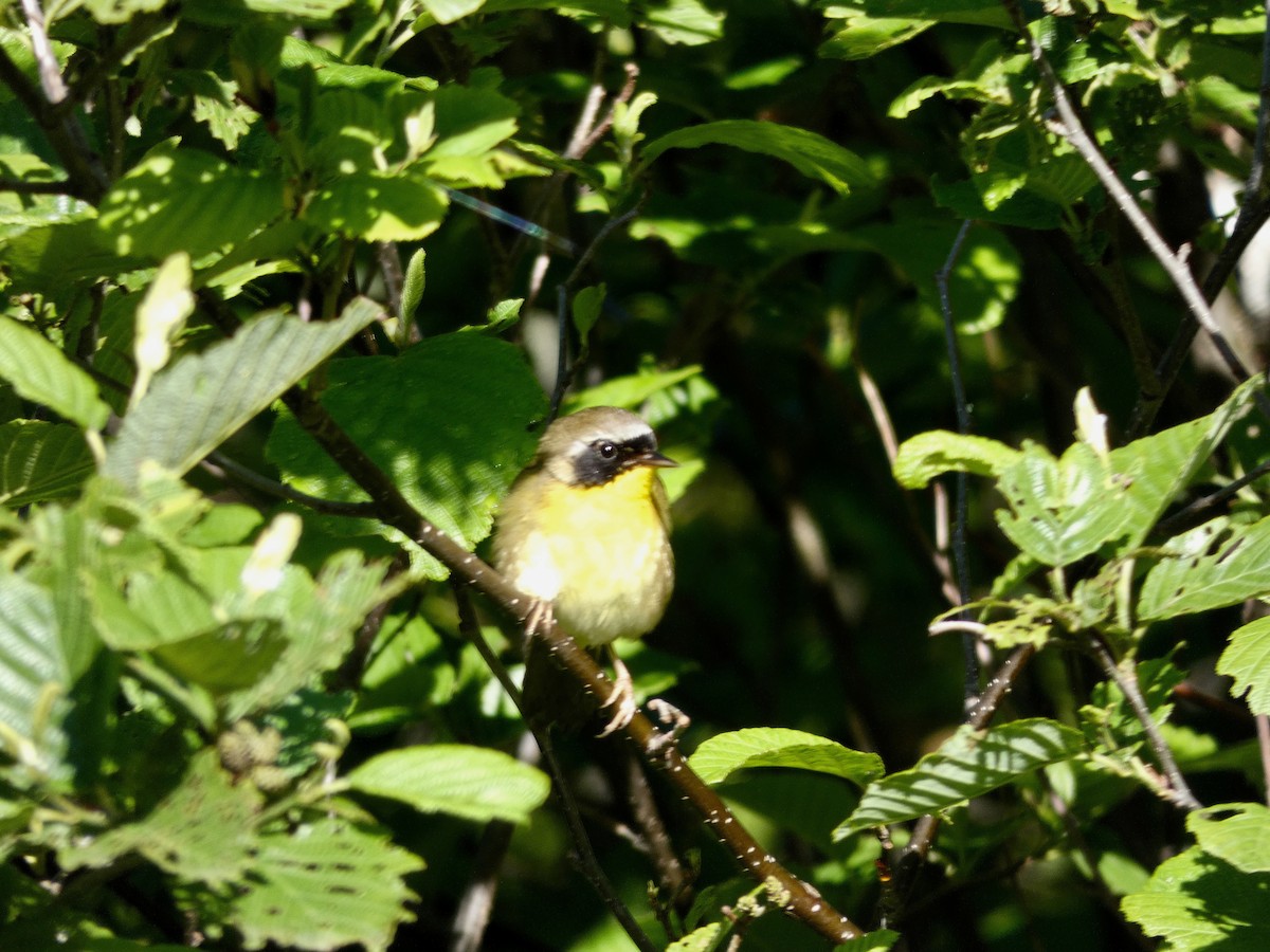 Common Yellowthroat - M A Boyd