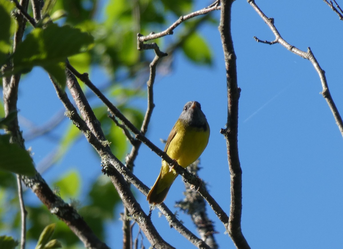 Mourning Warbler - M A Boyd