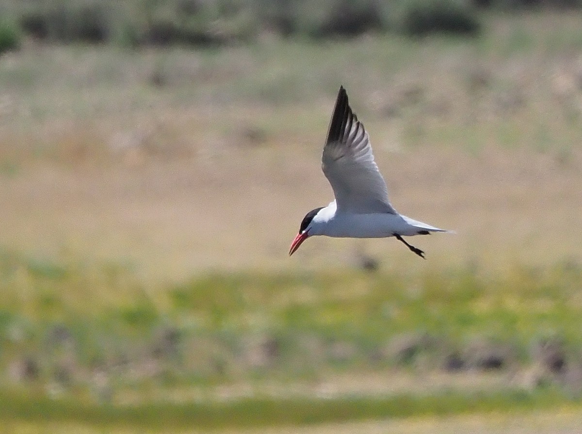 Caspian Tern - ML348554511