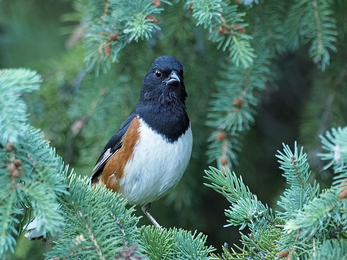 Eastern Towhee - ML348554891