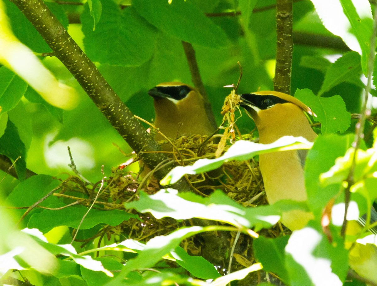 Cedar Waxwing - Diane Lepkowski