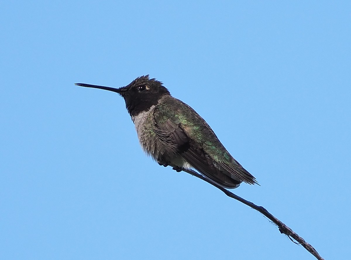 Black-chinned Hummingbird - ML348556601