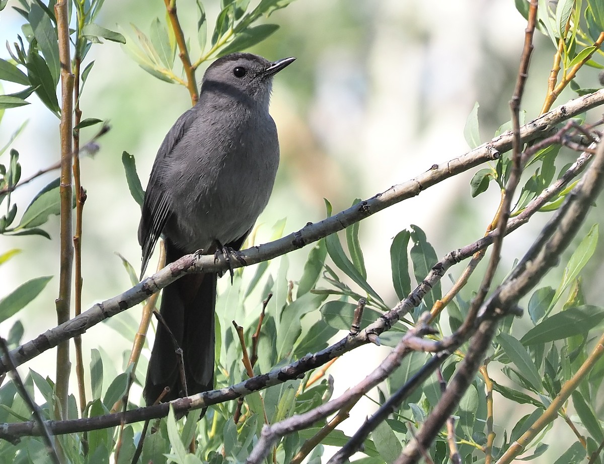 Gray Catbird - Aidan Brubaker