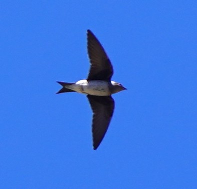 Golondrina Purpúrea - ML348557701