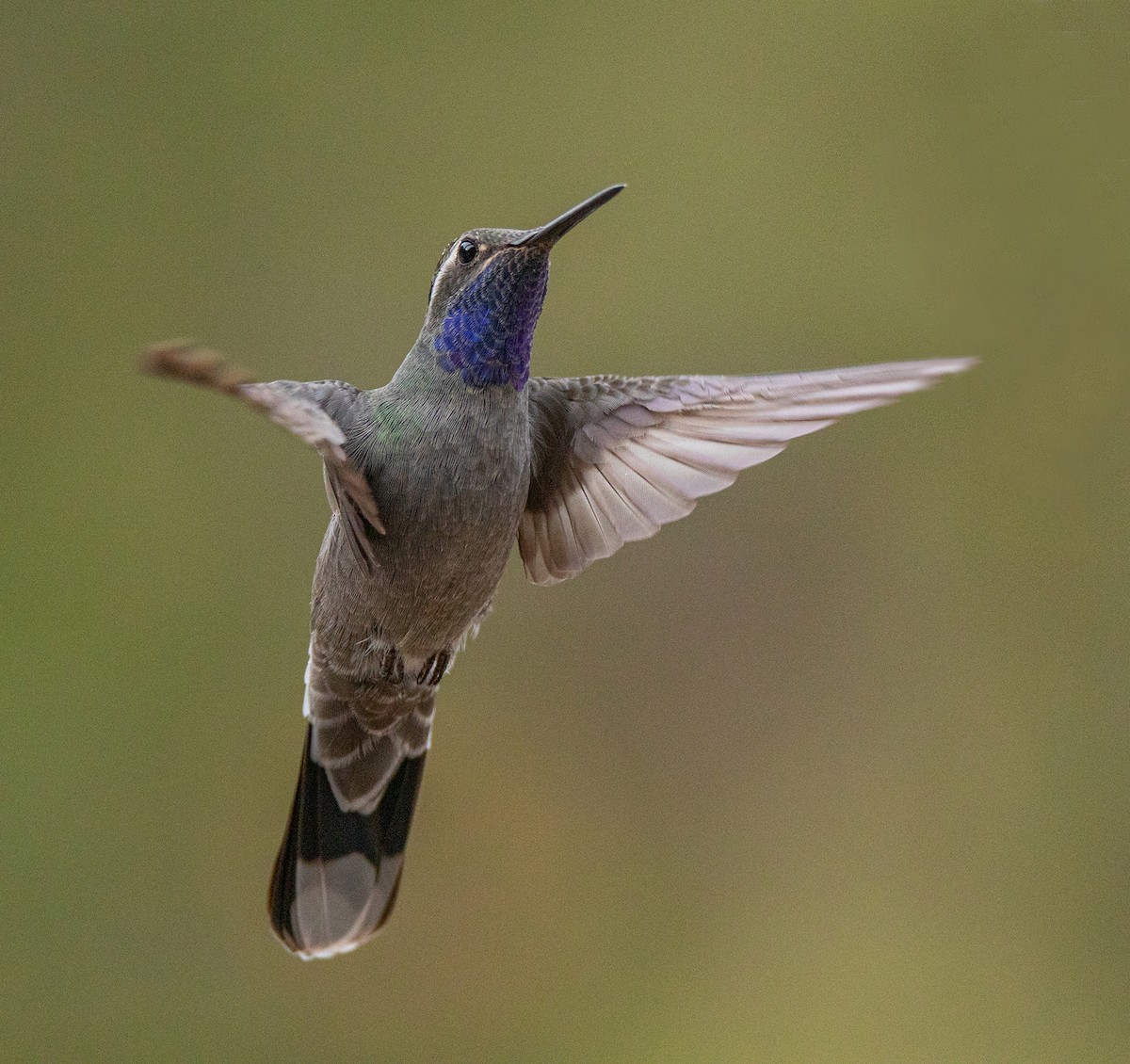 Blue-throated Mountain-gem - Chuck Heikkinen