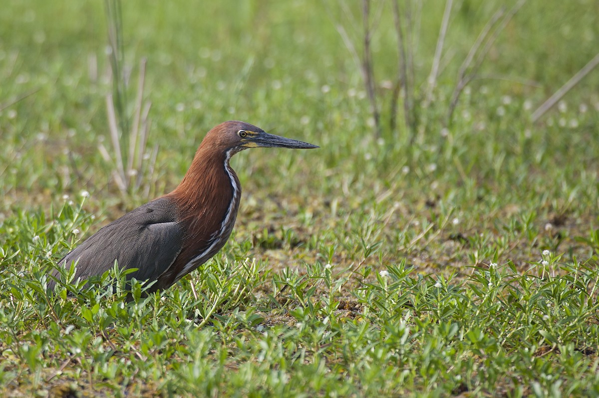 Rufescent Tiger-Heron - ML34856121