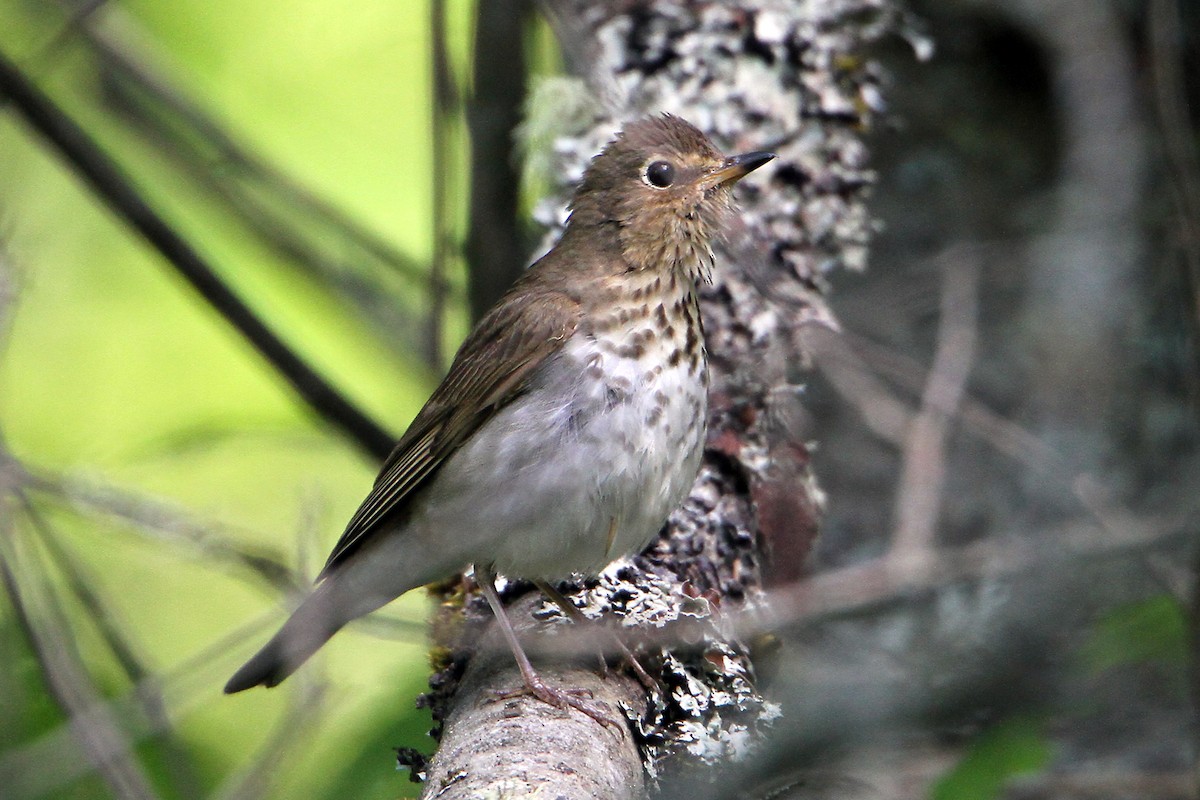 Grive à dos olive - ML348562181