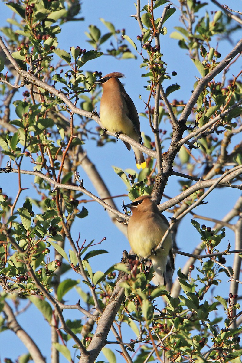 Jaseur d'Amérique - ML348562251