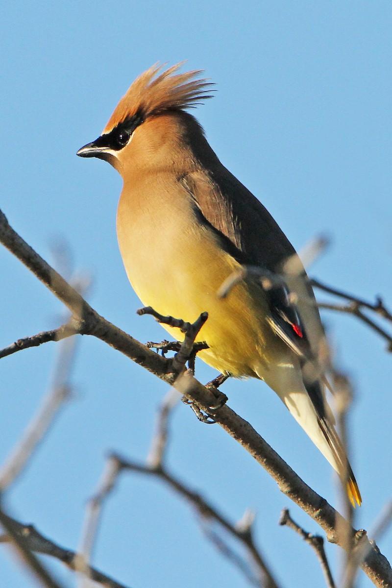 Jaseur d'Amérique - ML348562391
