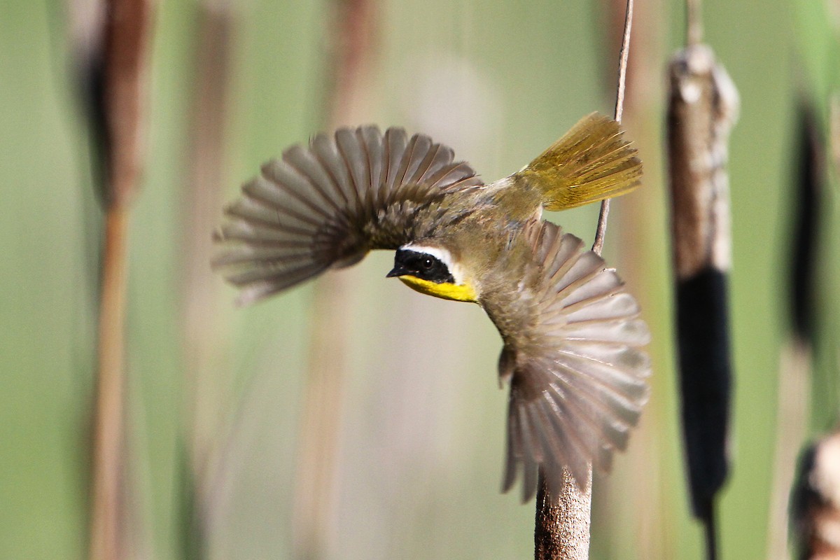 Paruline masquée - ML348562581