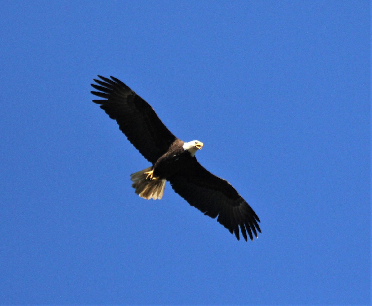 Bald Eagle - Nels Nelson