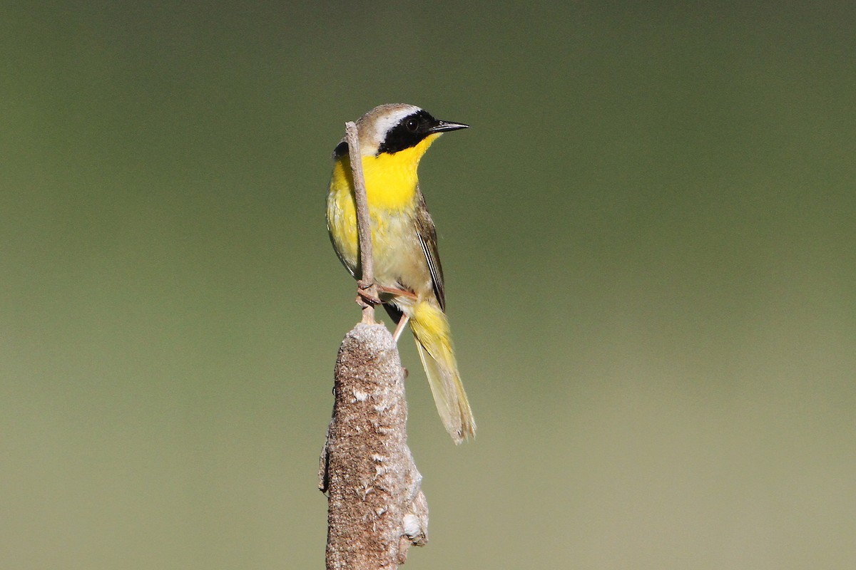 Paruline masquée - ML348562761