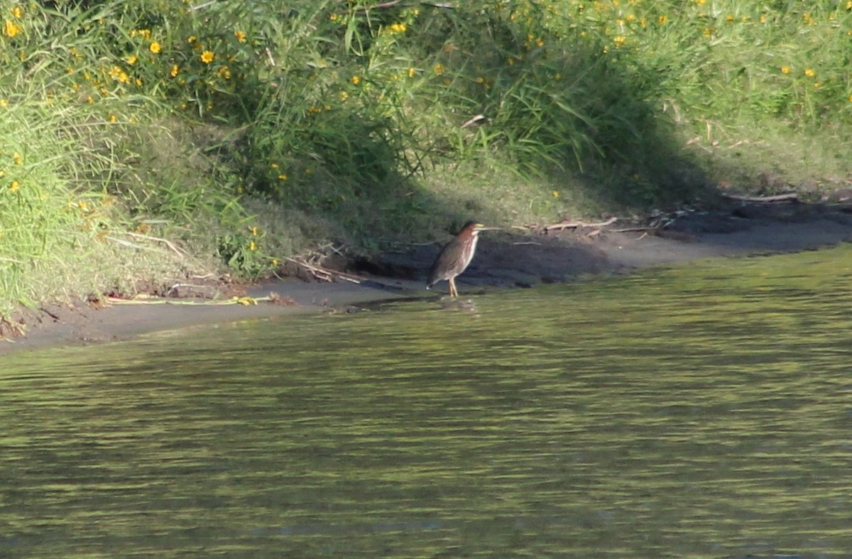 Green Heron - ML34856281