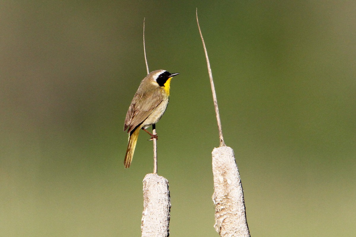 Paruline masquée - ML348562891