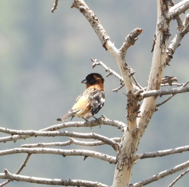 Black-headed Grosbeak - ML348563041