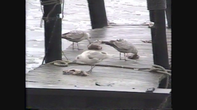 Glaucous-winged Gull - ML348563891