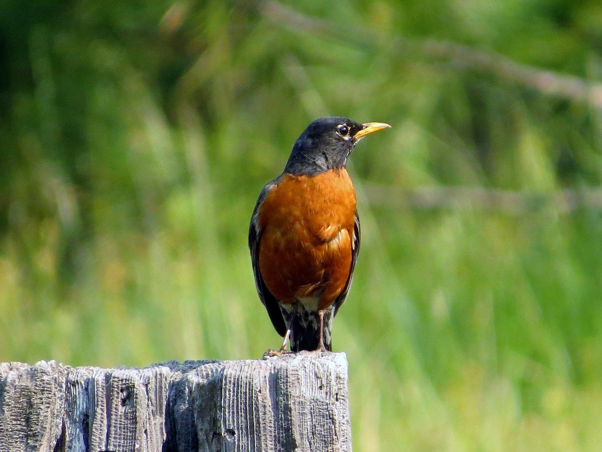 American Robin - ML348564241