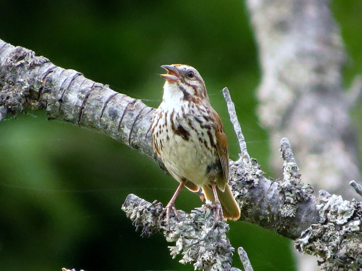 Song Sparrow (heermanni Group) - ML348564411