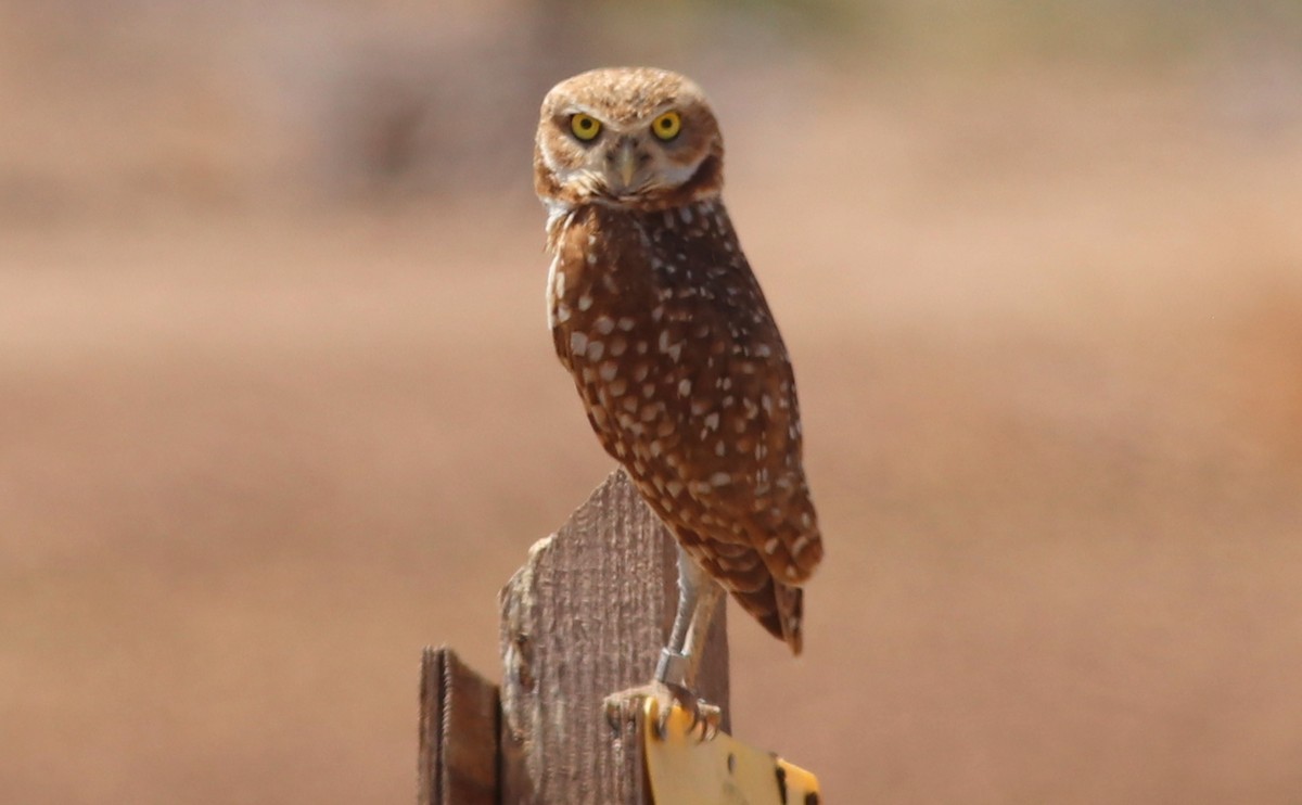 Burrowing Owl - Gary Leavens