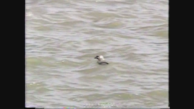 Harlequin Duck - ML348564871