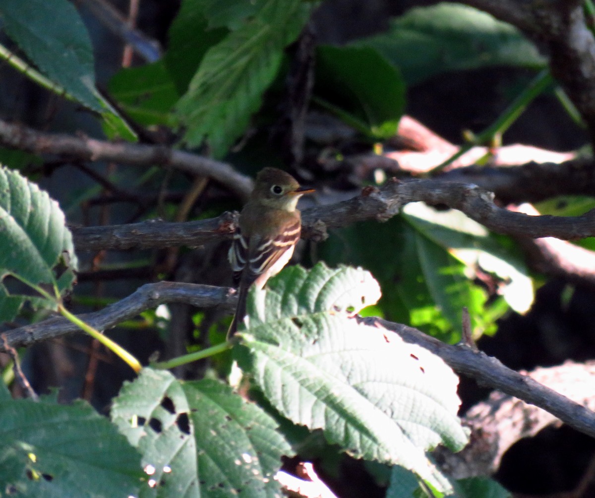 Western Flycatcher (Pacific-slope) - ML34856541