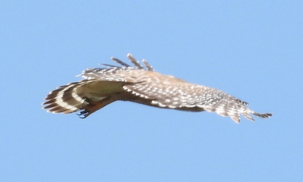 Red-shouldered Hawk - grete pasch