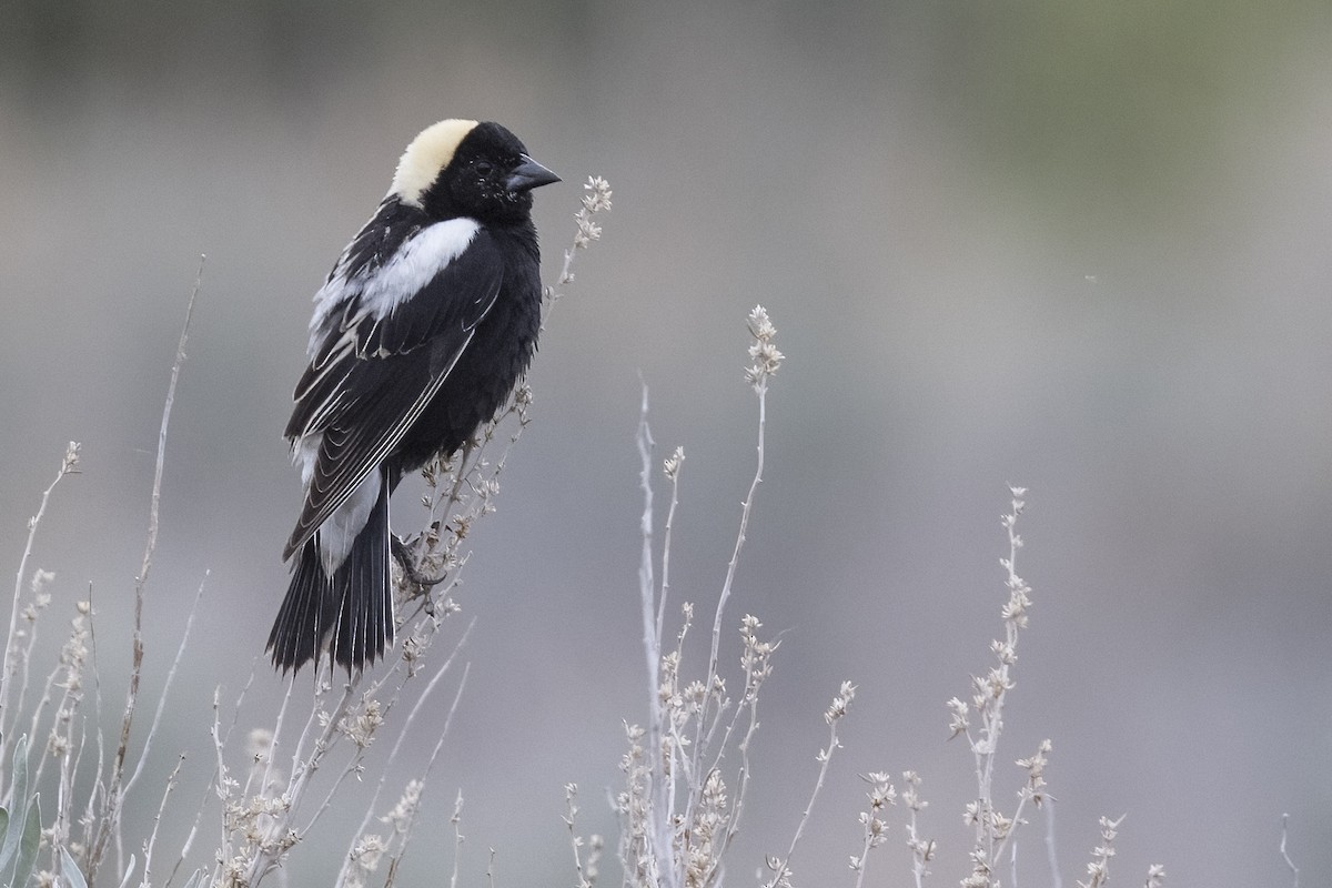 Bobolink - ML348566831