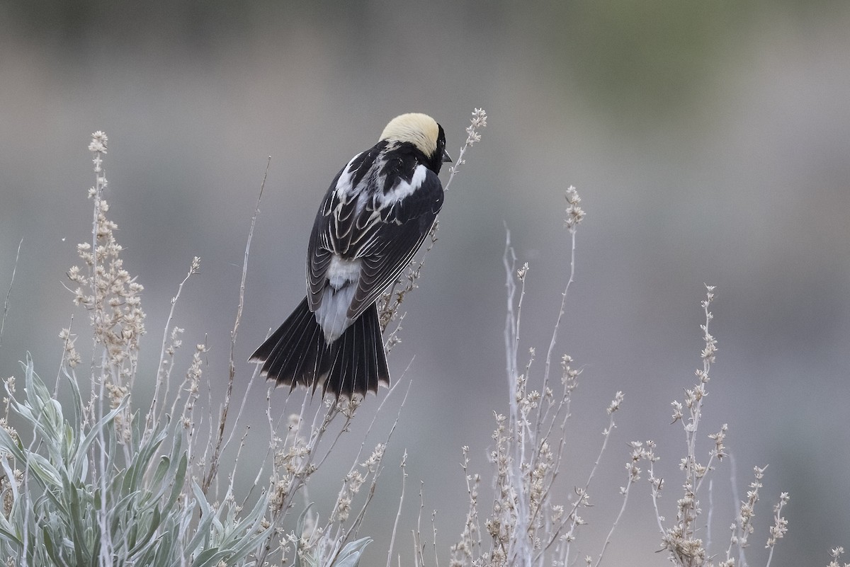 Bobolink - ML348566851