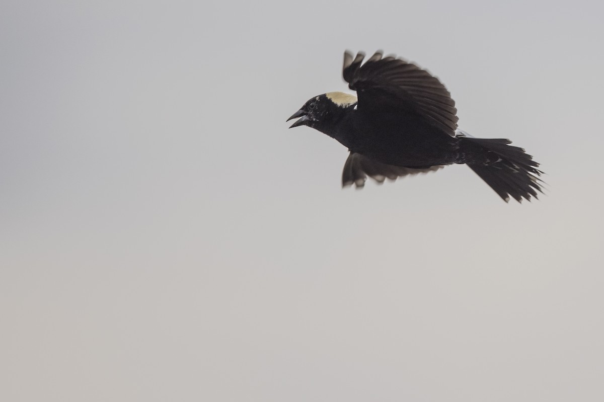 Bobolink - ML348566871