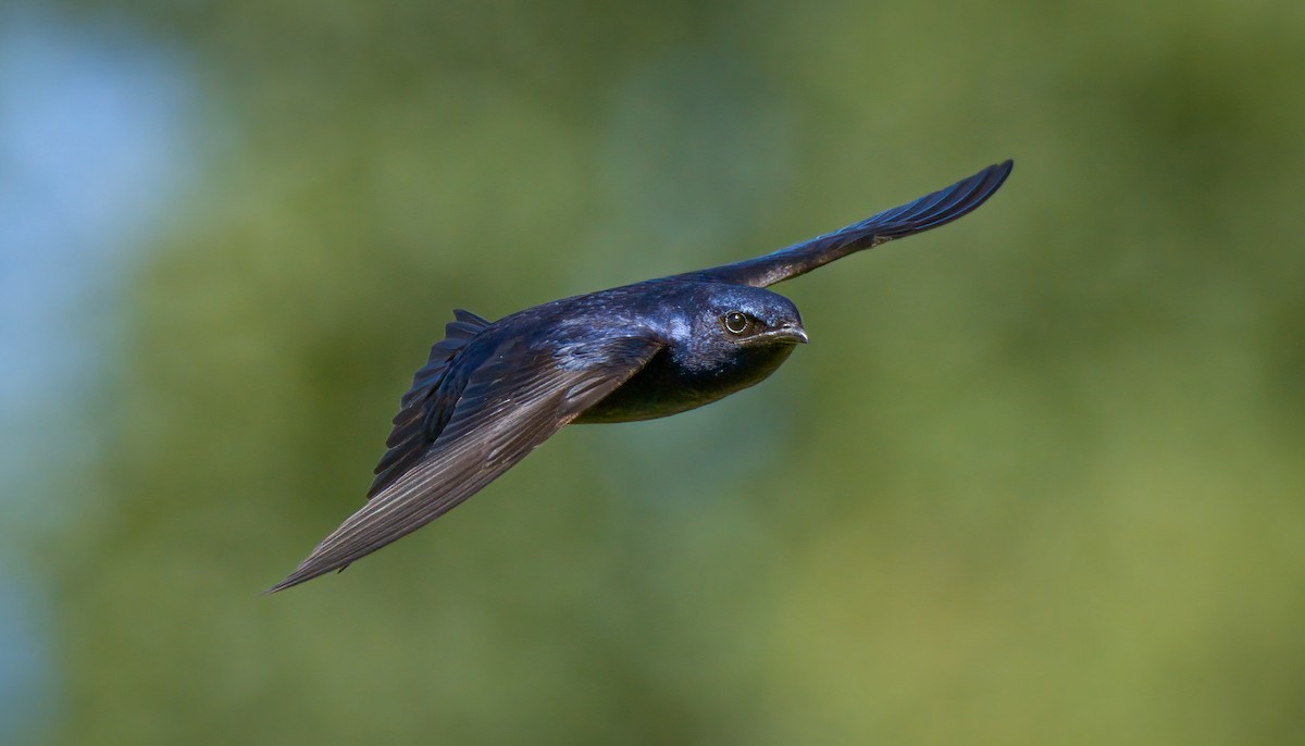 Purple Martin - Dmitriy Aronov