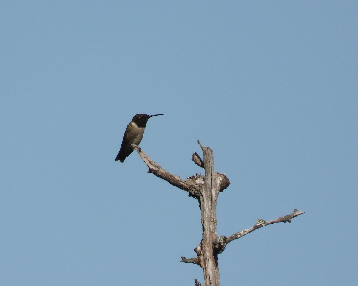 Black-chinned Hummingbird - grete pasch