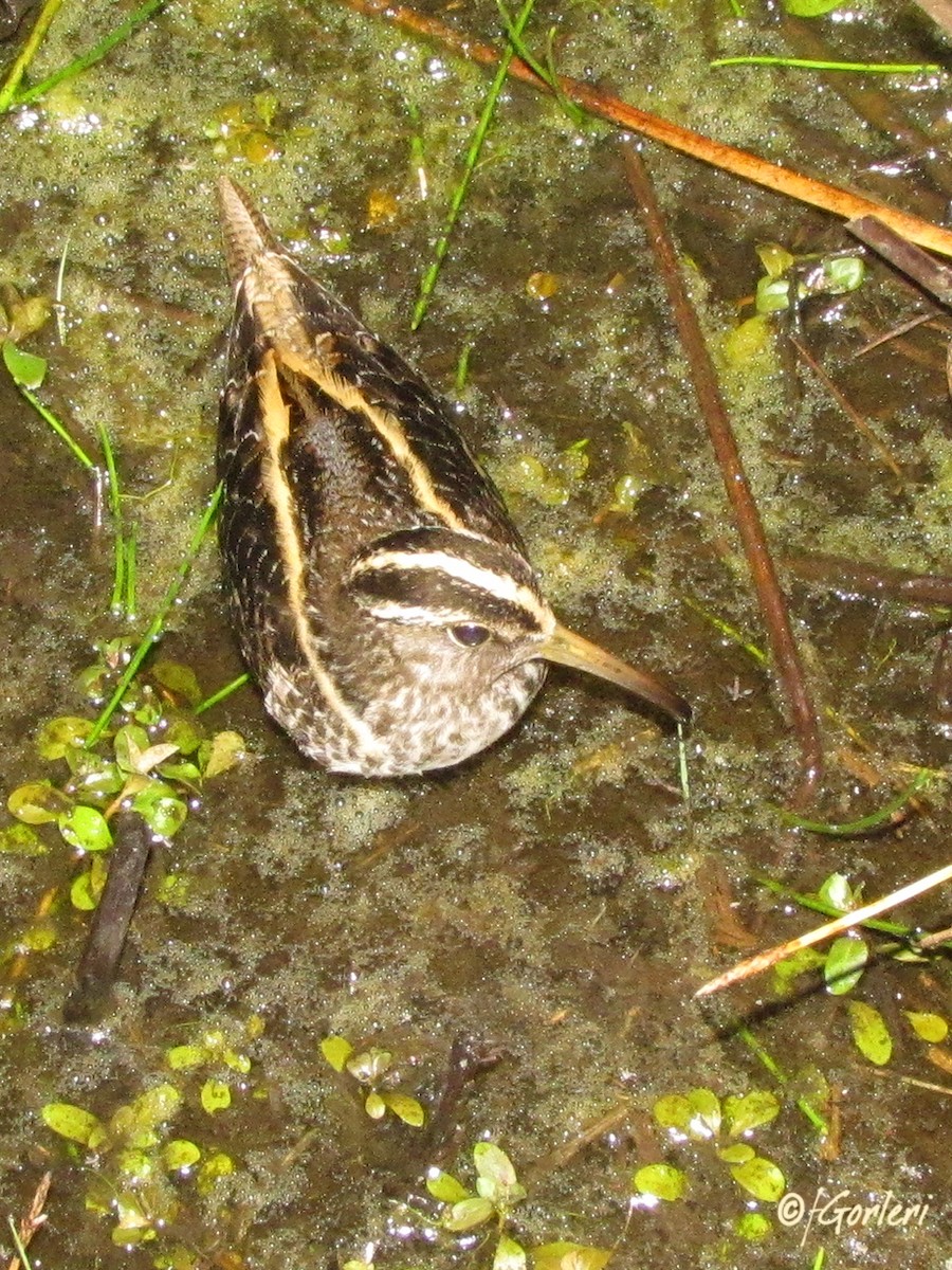 South American Painted-Snipe - ML34856731