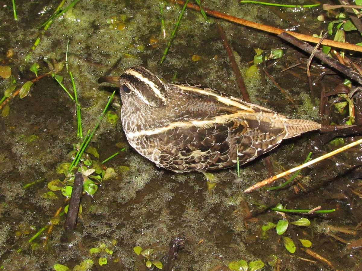 South American Painted-Snipe - Fabricio C. Gorleri