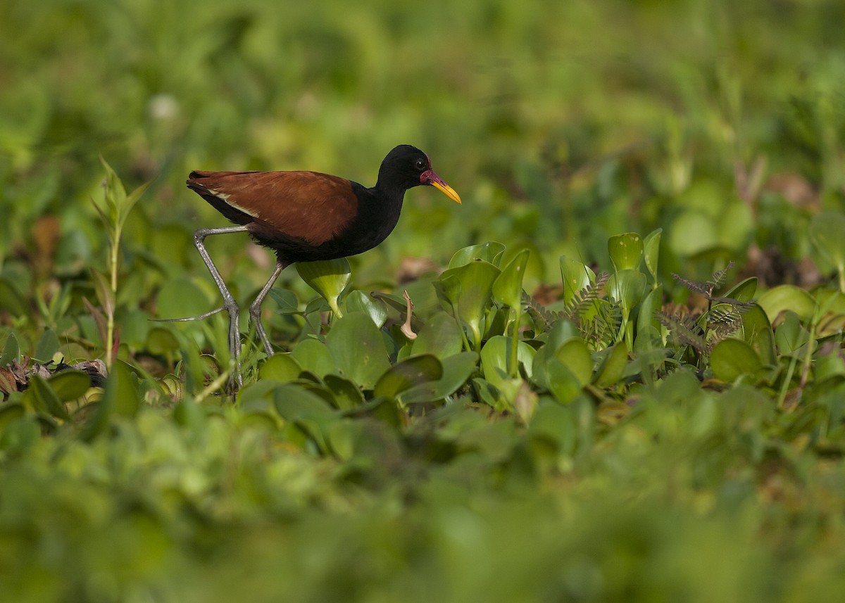 Wattled Jacana - Dominic Garcia-Hall