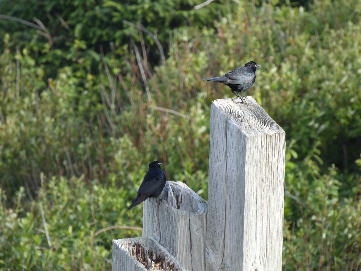 Brewer's Blackbird - ML348567831