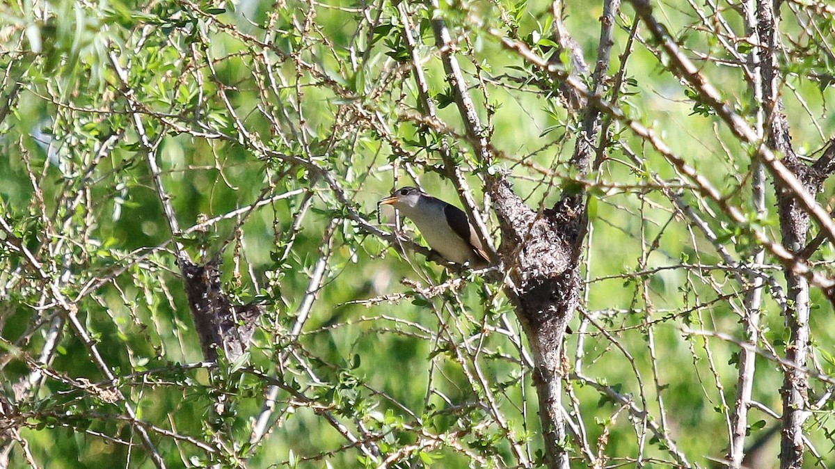 Yellow-billed Cuckoo - ML348570331