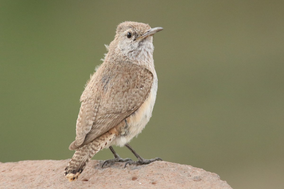 Rock Wren - ML348570511