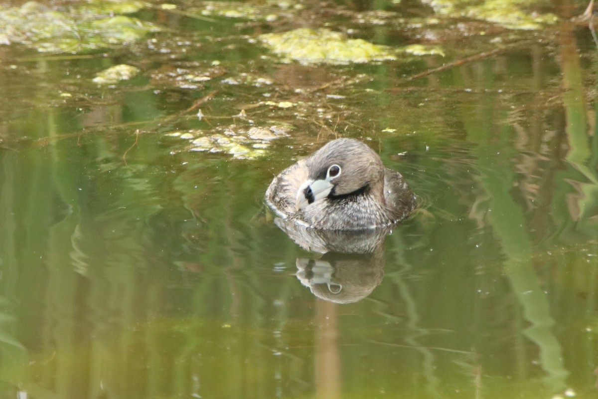 Pied-billed Grebe - Andrew E and Rebecca A Steinmann
