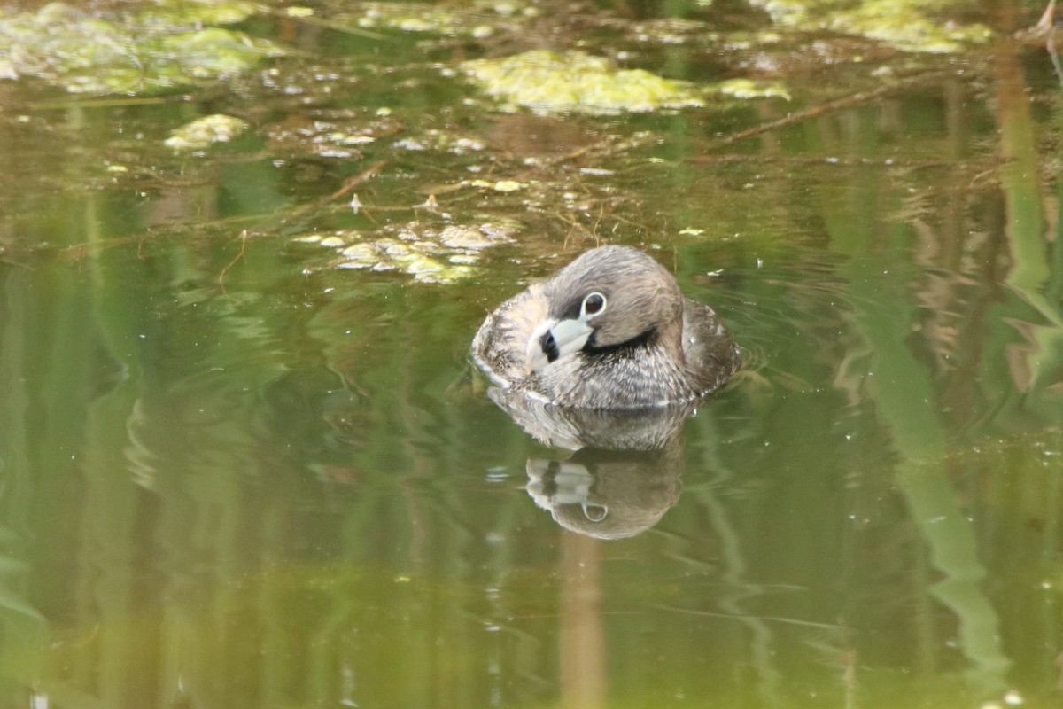 Pied-billed Grebe - ML348570521