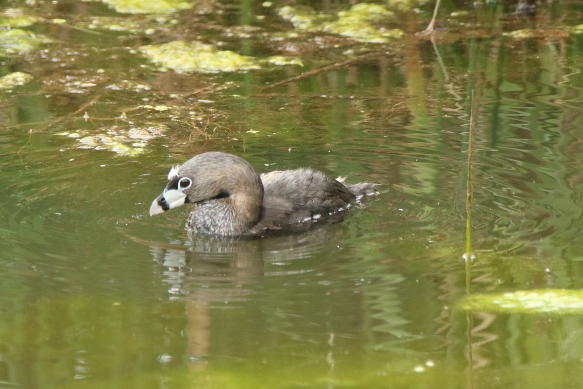 Pied-billed Grebe - Andrew E and Rebecca A Steinmann