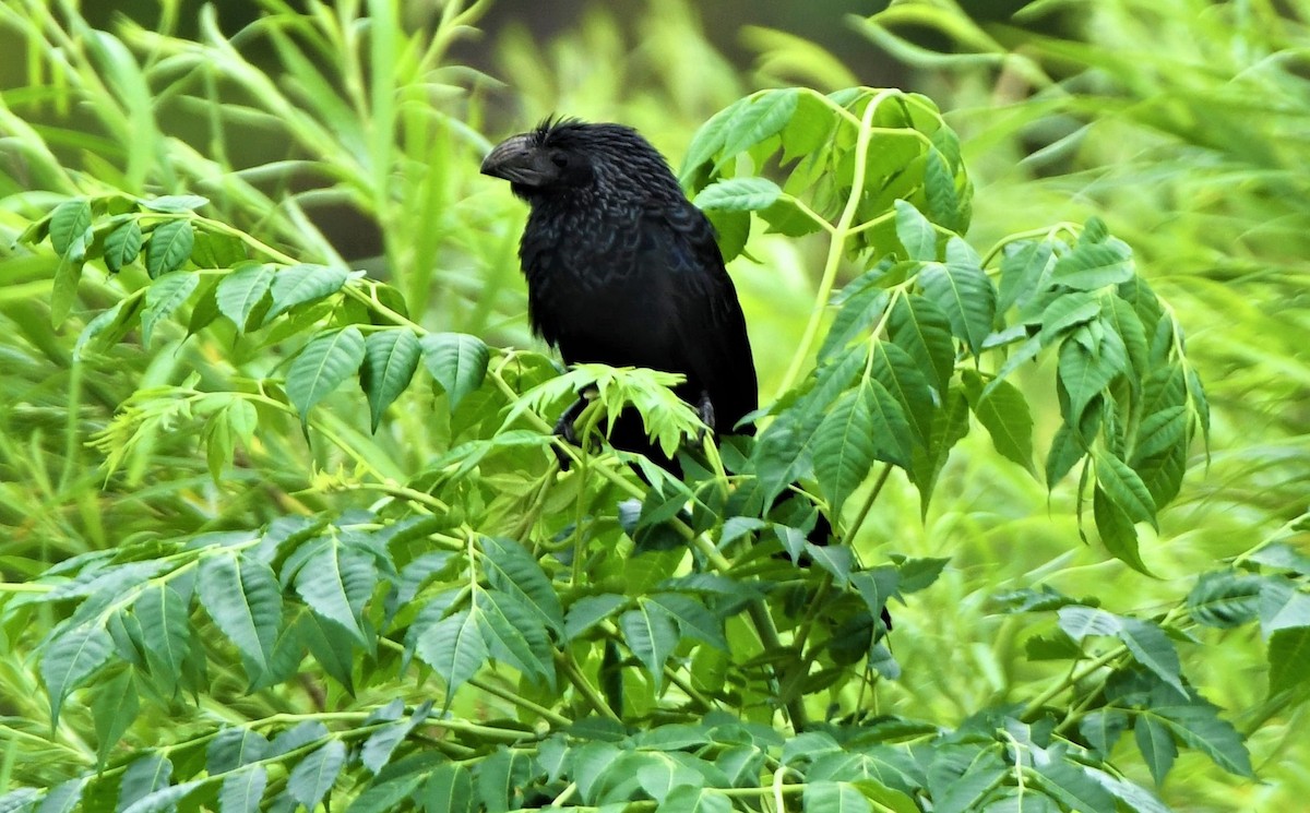 Groove-billed Ani - ML348572651