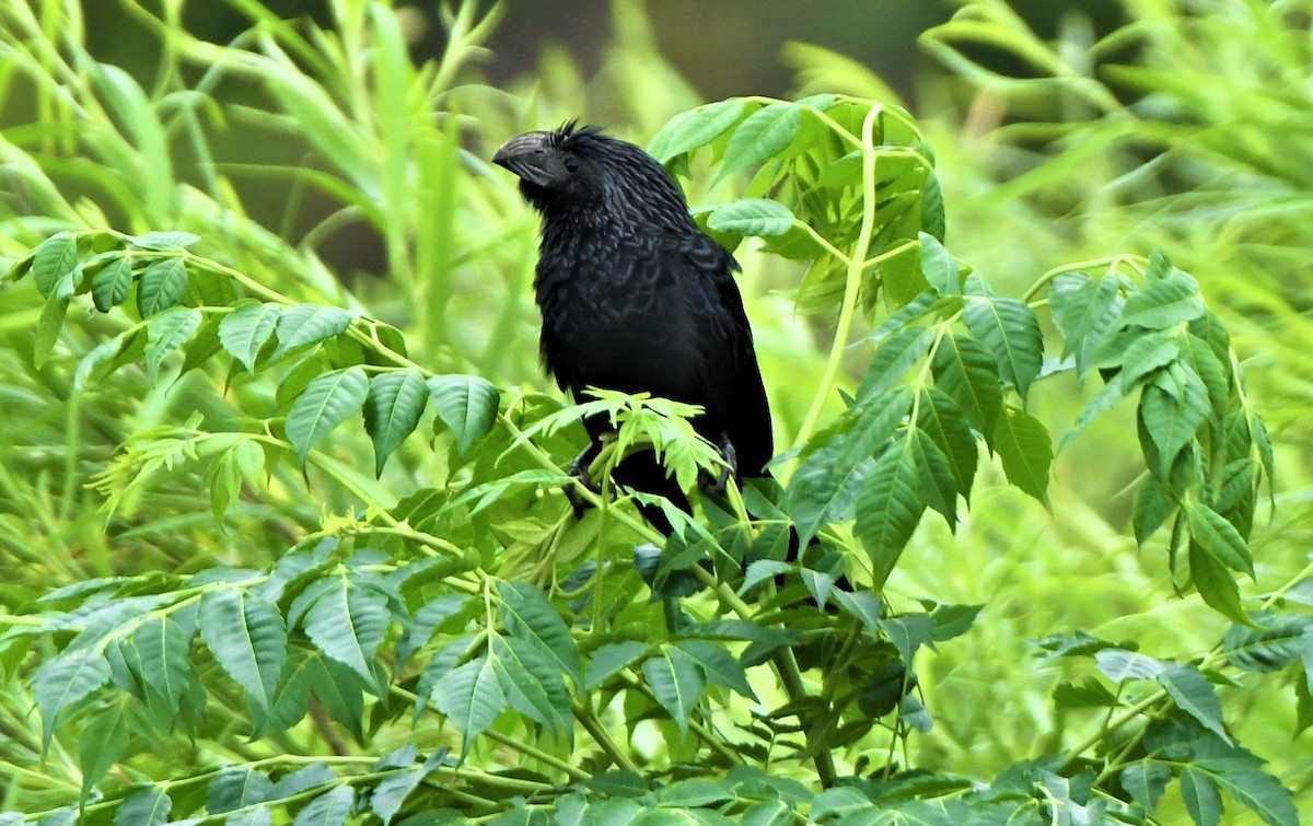 Groove-billed Ani - ML348572691