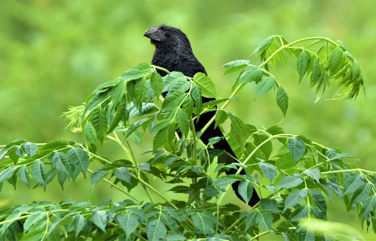 Groove-billed Ani - ML348572721