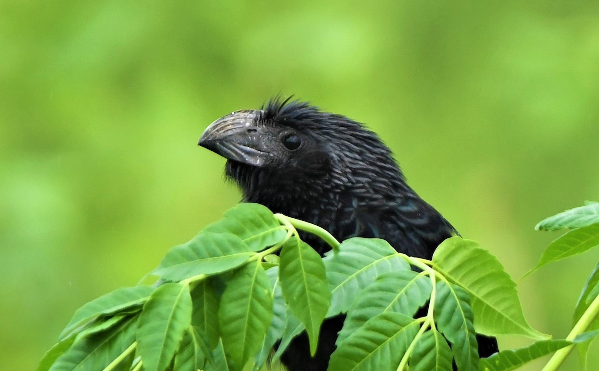 Groove-billed Ani - John Dreves