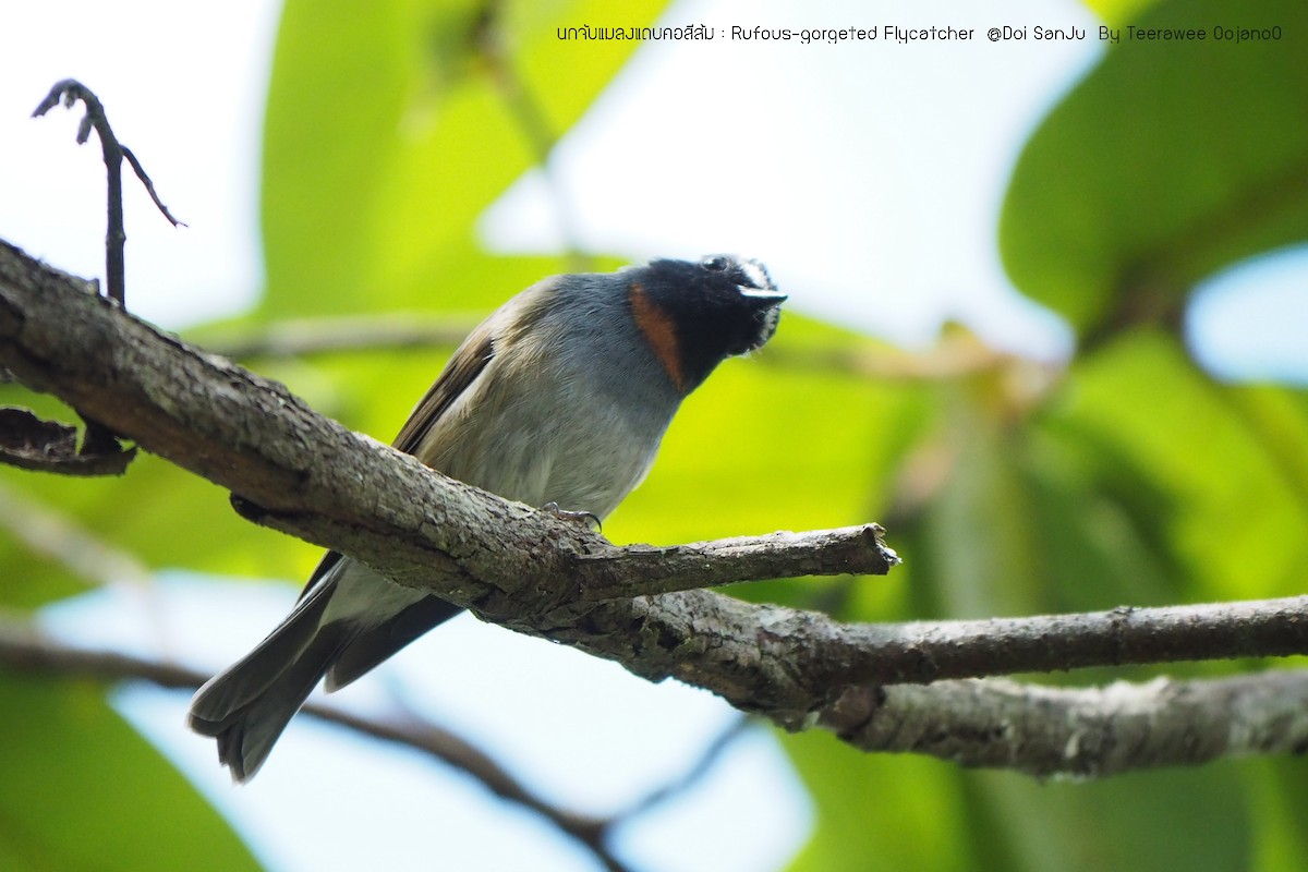 Rufous-gorgeted Flycatcher - ML348572741