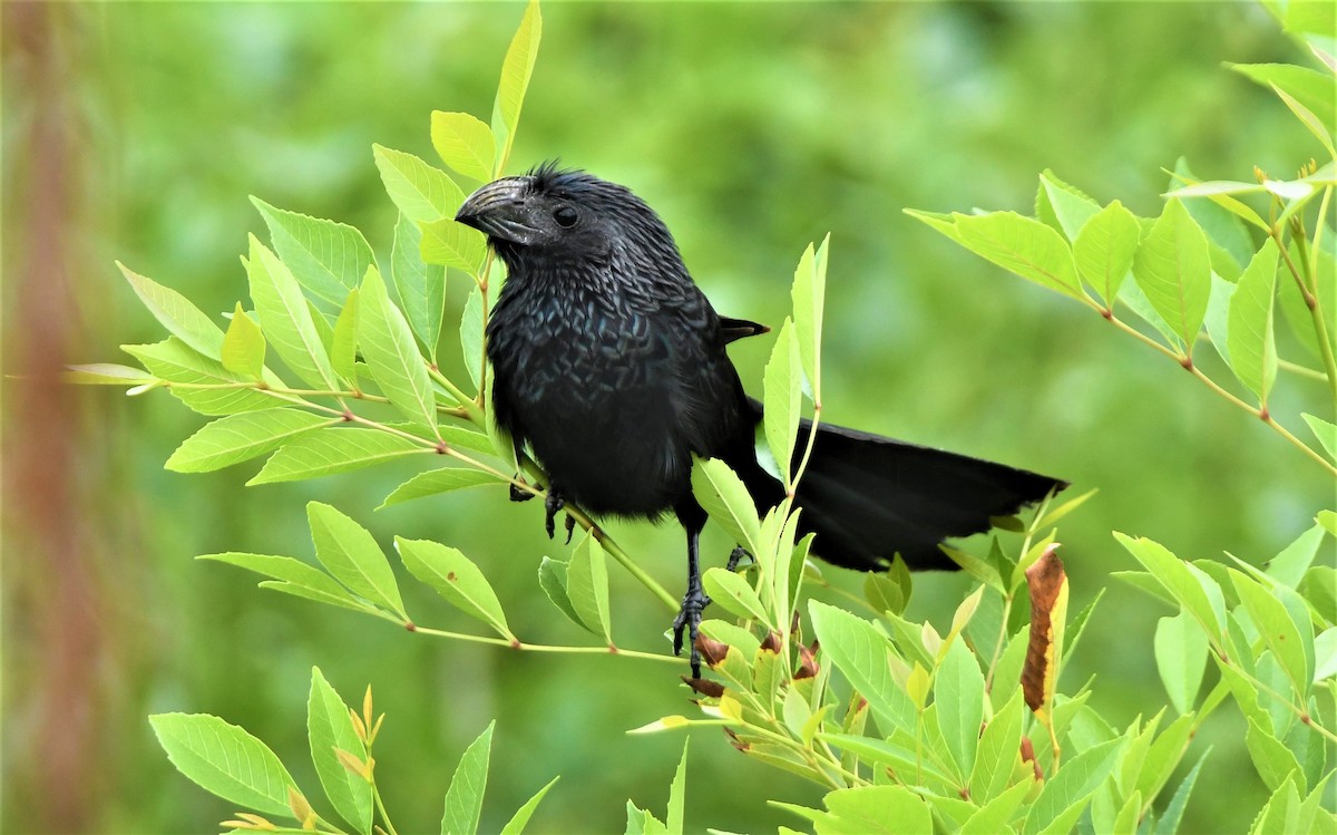 Groove-billed Ani - John Dreves