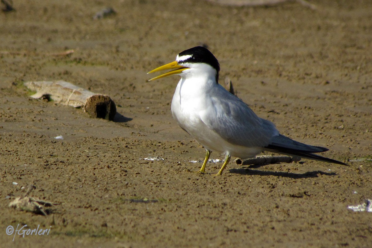 Yellow-billed Tern - Fabricio C. Gorleri