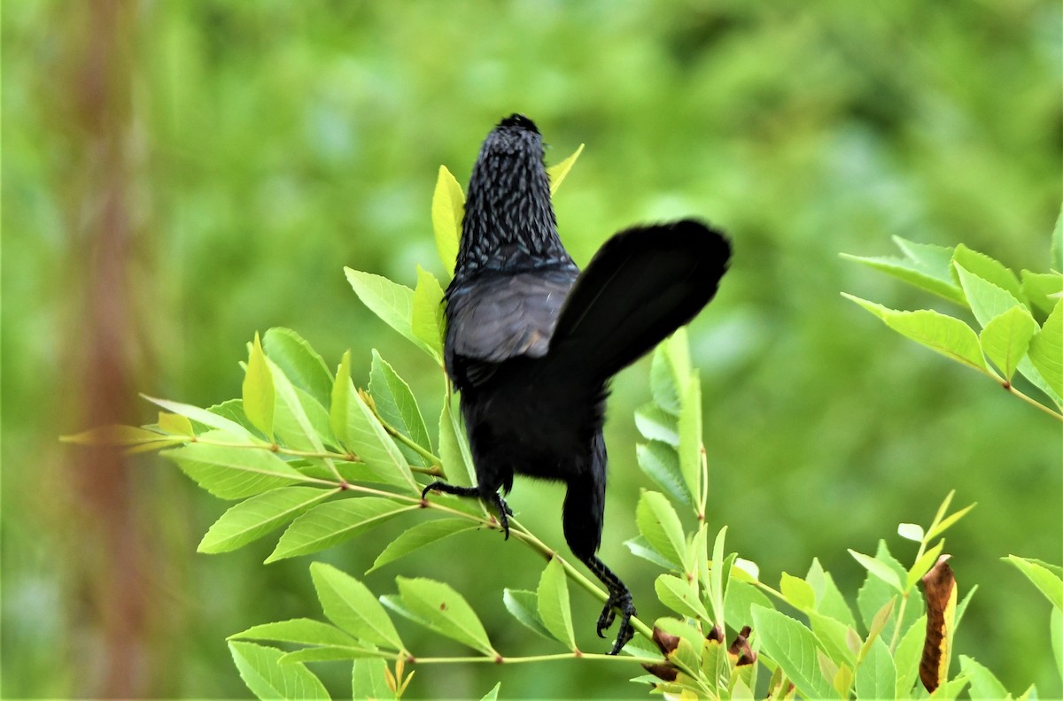 Groove-billed Ani - ML348573671