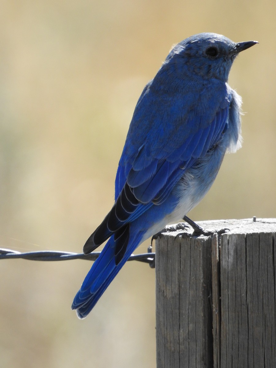 Mountain Bluebird - ML34857371